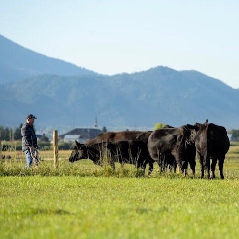 cows grazing in a pasture