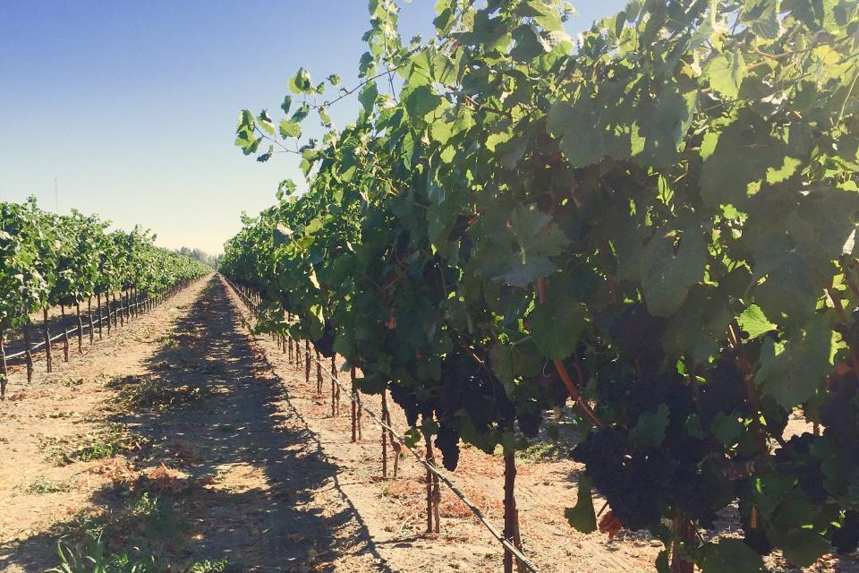 A photo of Brie Hunt's farm in Stockton, California 