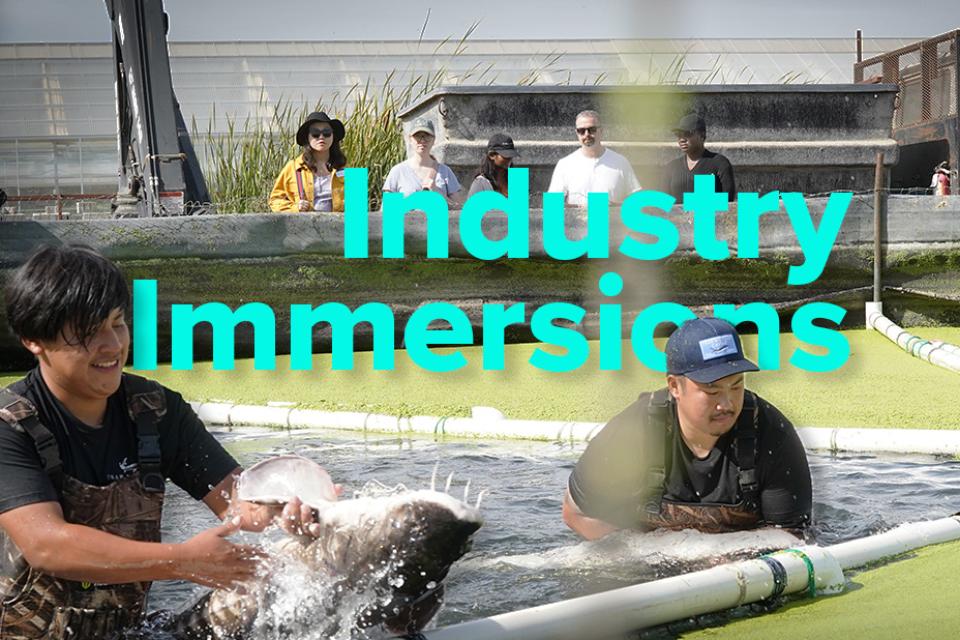 Workers curate sturgeon at farm for caviar