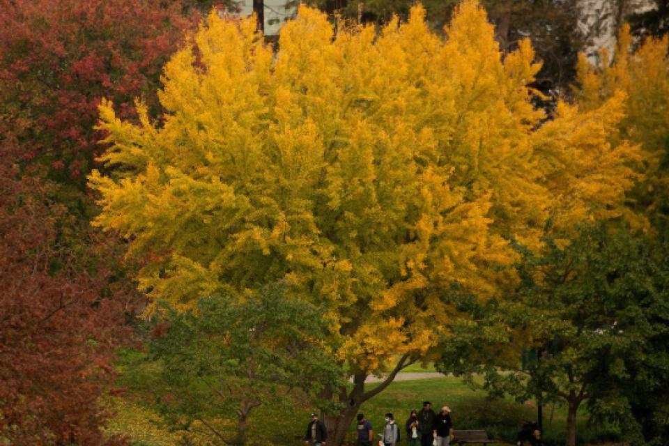 Students walking and biking near Olson Hall, as leaves fall from the yellowing trees.